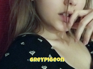 Greypigeon