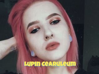 Lupin_Cearuleum