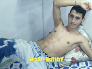 Noah_Bunny