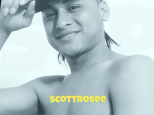 Scottrosee