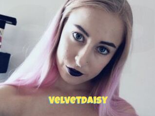 VelvetDaisy