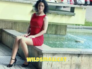 WildSmallCat